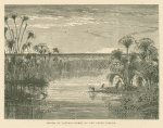 Swamp of papyrus reeds on the Upper Jordan