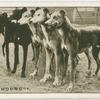 The Grehound - 1.