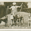 Colours of greyhounds.
