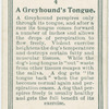 A greyhound tongue.