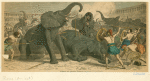 Erlegung von erbeuteten Elephanten im Circus