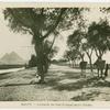 Egypt: Avenue to the pyramids of Gizeh