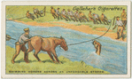 Swimming horses across unfordable stream.