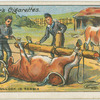Schoeing bullock in Sembia.