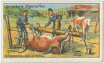 Schoeing bullock in Sembia.