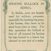Schoeing bullock in Sembia.