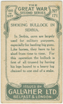 Schoeing bullock in Sembia.
