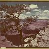 Pinyon Pine