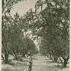 Almond Orchard in Southern California