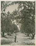 Almond Orchard in Southern California