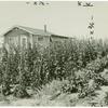 Farm laborer's house and garden in the Settlement at Delhi