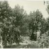 Men standing among peach trees on land settlement in Durham California