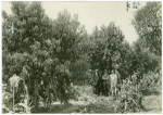 Men standing among peach trees on land settlement in Durham California