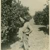 Orange grove near Centerville, Fresno County, California