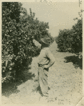 Orange grove near Centerville, Fresno County, California