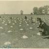 Farm workers tend to cantaloupes, Imperial Valley