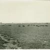 Grazing hogs at Imperial Valley, California