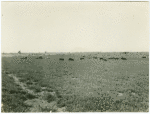 Grazing hogs at Imperial Valley, California