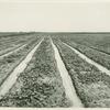 California, Irrigation, Imperial Valley, Calif.