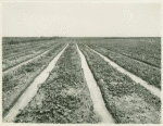 California, Irrigation, Imperial Valley, Calif.