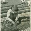 Workers gathering seedlings