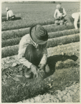 Workers gathering seedlings