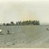 Mexicans planting onions on the Petit Ranch, San Fernando Valley, Calif.