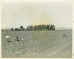 Mexicans planting onions on the Petit Ranch, San Fernando Valley, Calif.
