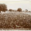 Celery growing on Delta Lands, San Joaquin Valley, California