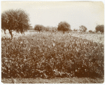 Celery growing on Delta Lands, San Joaquin Valley, California