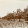 Chestnut orchard, Delta Lands, San Joaquin Valley, California