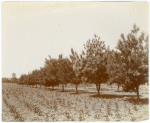 Chestnut orchard, Delta Lands, San Joaquin Valley, California