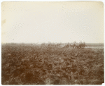 Plowing scene, Delta Lands, San Jaoquin Valley, California. The first breaking of the land
