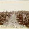 Picking Tokay grapes for San Franciso market. San Joaquin Valley, California