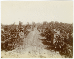 Picking Tokay grapes for San Franciso market. San Joaquin Valley, California