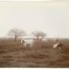 Dairy Cattle on Riverside Ranch, Delta Lands San Joaquin Valley, California