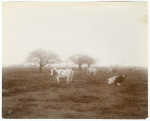Dairy Cattle on Riverside Ranch, Delta Lands San Joaquin Valley, California