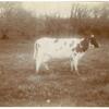 A Recorded 3 1/2 year old, San Joaquin Valley, California