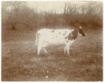 A Recorded 3 1/2 year old, San Joaquin Valley, California