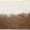 Dairy Herd, Riverside Ranch, Delta Lands, San Joaquin Valley, California