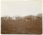 Dairy Herd, Riverside Ranch, Delta Lands, San Joaquin Valley, California