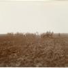Plowing scene, first plowing. Delta Lands, San Joaquin Valley, California