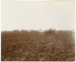 Plowing scene, first plowing. Delta Lands, San Joaquin Valley, California