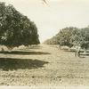 A fig orchard in the San Joaquin Valley California