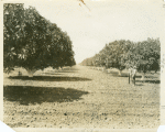 A fig orchard in the San Joaquin Valley California