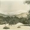 Southern California, orange grove  with snow-clad mountains in background. Los Angeles County of California