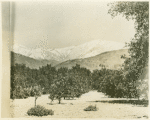 Southern California, orange grove  with snow-clad mountains in background. Los Angeles County of California