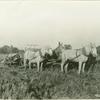 Horses pulling farm machinery in rice field