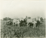 Horses pulling farm machinery in rice field