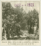 Men standing among peach trees on land settlement in Durham California